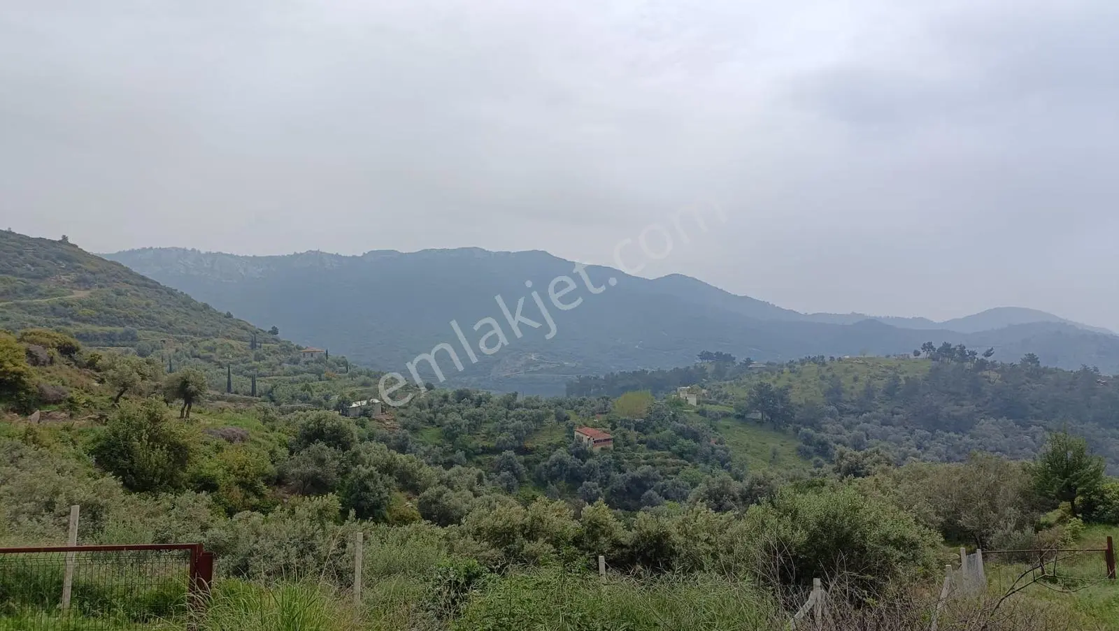 TEK TAPU, DENİZ MANZARALI ZEYTİNLİK - Görünüm 4