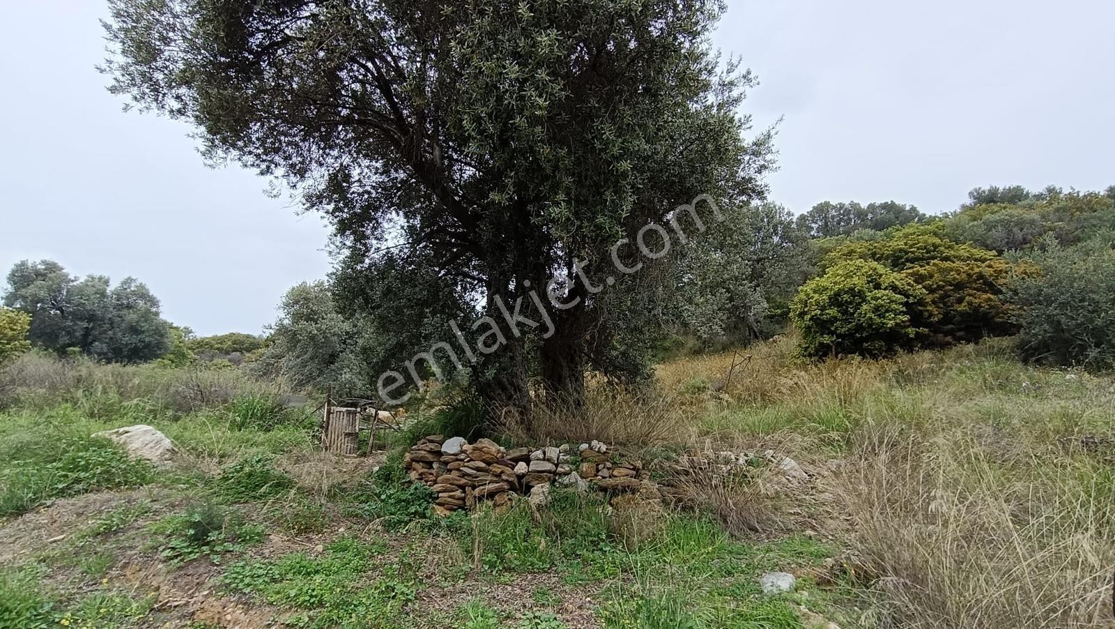 TEK TAPU, DENİZ MANZARALI ZEYTİNLİK - Görünüm 2