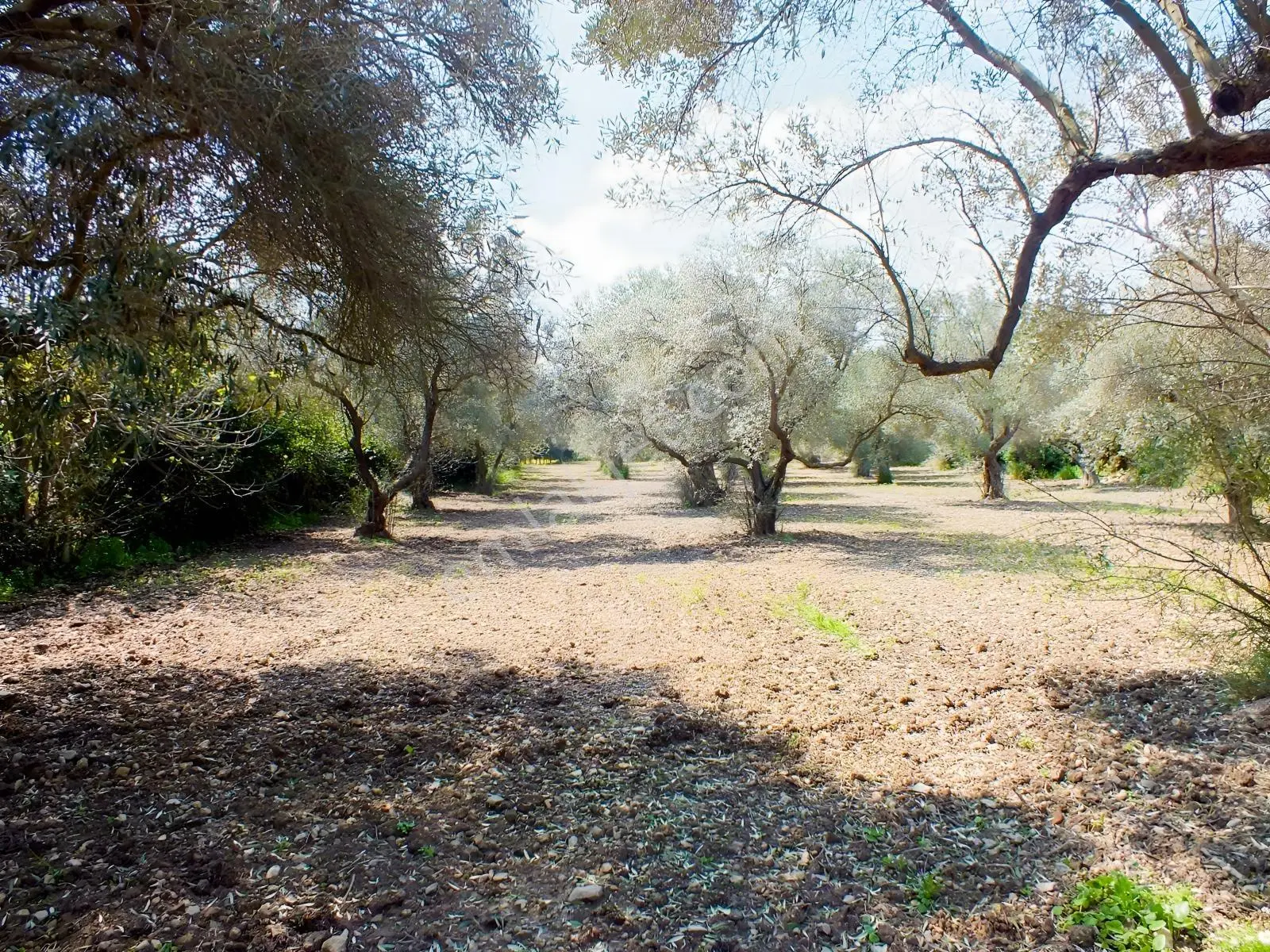 Urla Kuşcularda Mevki Yerde Satılık Zeytinlik Tarla Mkd Emlak