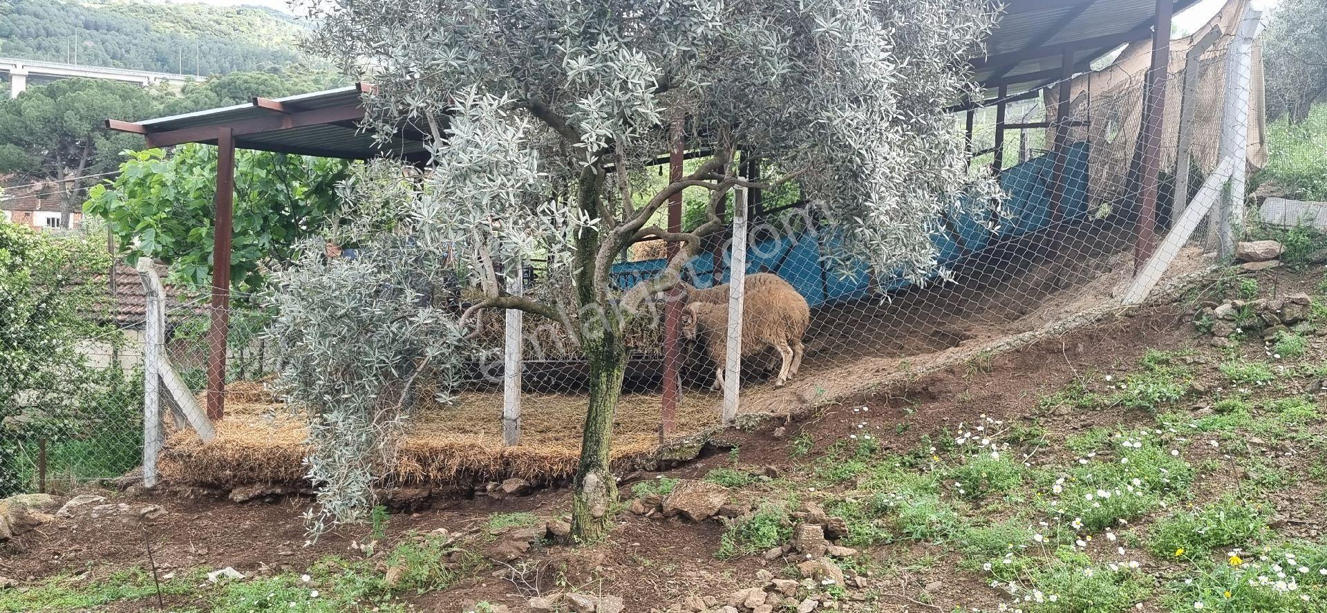 Aydın Nazilli Yöntem Emlaktan Yenipazar Alhan Mahallesinde Satılık Müstakil Ev - Görsel 34
