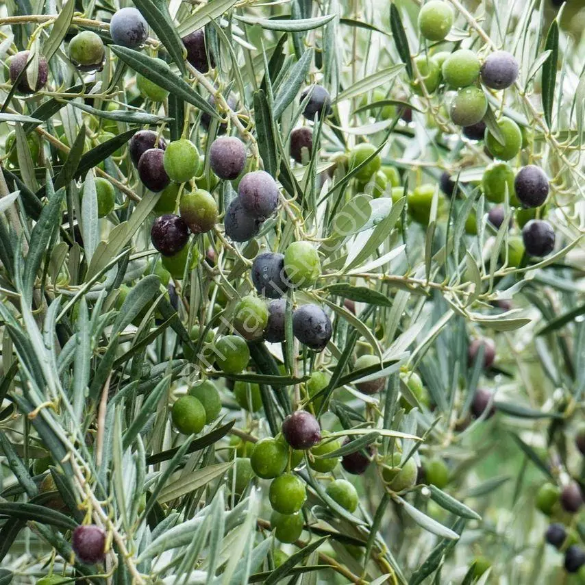 Menemen Bozalan Köyünde.4208 M2 Satılık Müstakil Tapu Zeytinlik