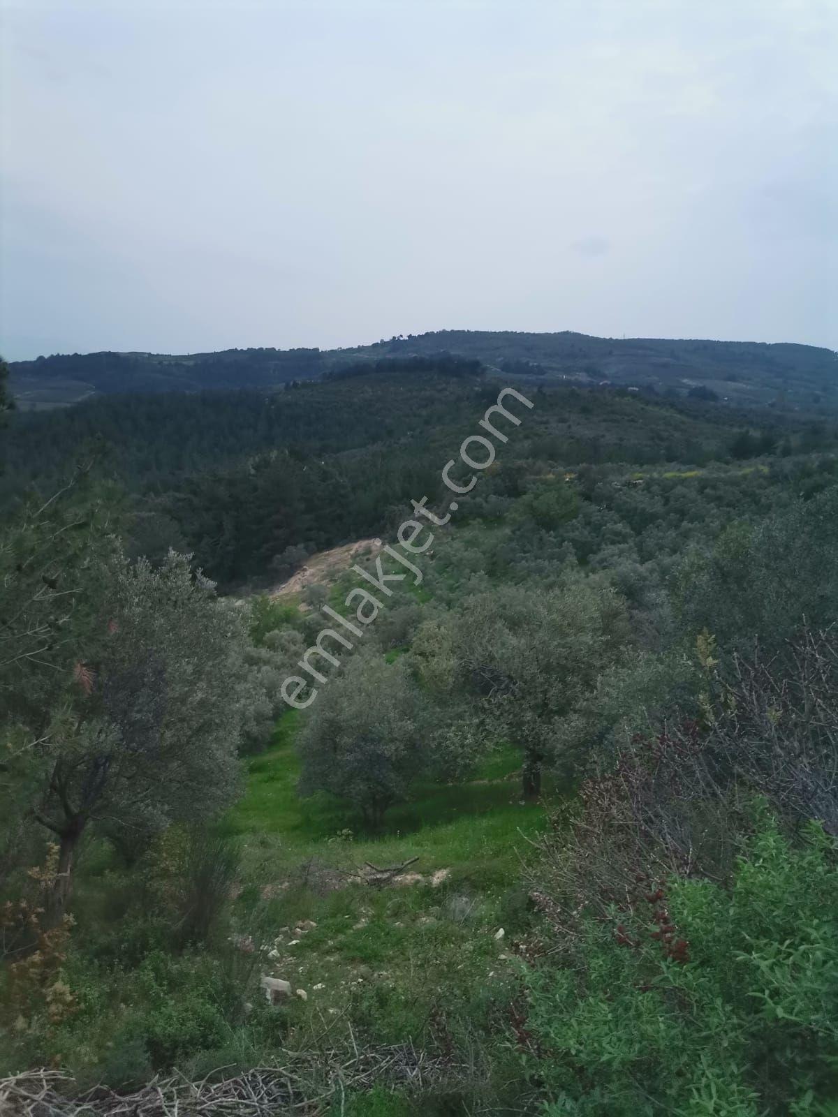 Menemen Bozalan Köyünde.4208 M2 Satılık Müstakil Tapu Zeytinlik - Görsel 8
