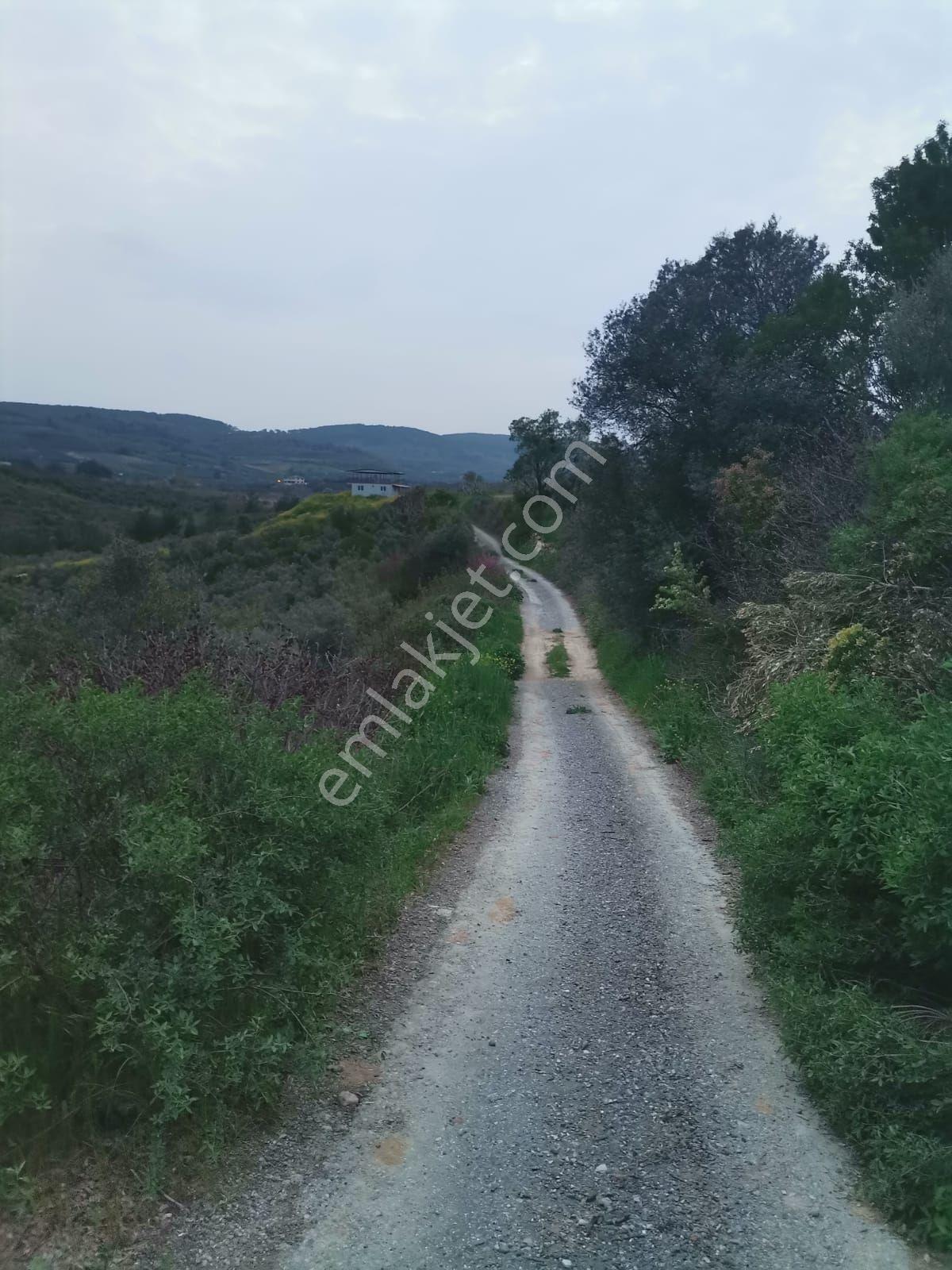 Menemen Bozalan Köyünde.4208 M2 Satılık Müstakil Tapu Zeytinlik - Görsel 10