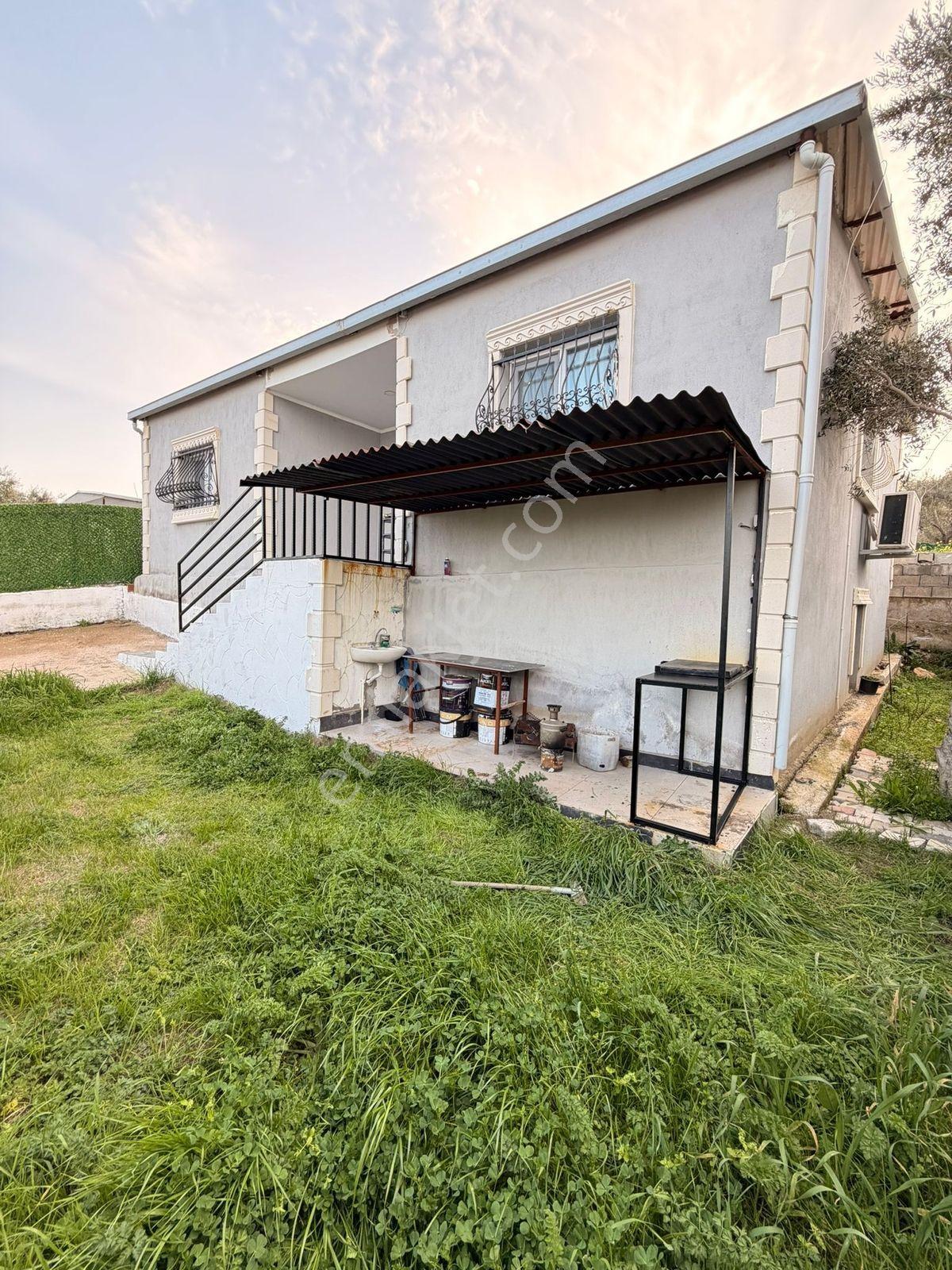 İzmir Torbalı Çapak'ta İçinde Ev Olan Zeytinlikli Bahçe - Görsel 11