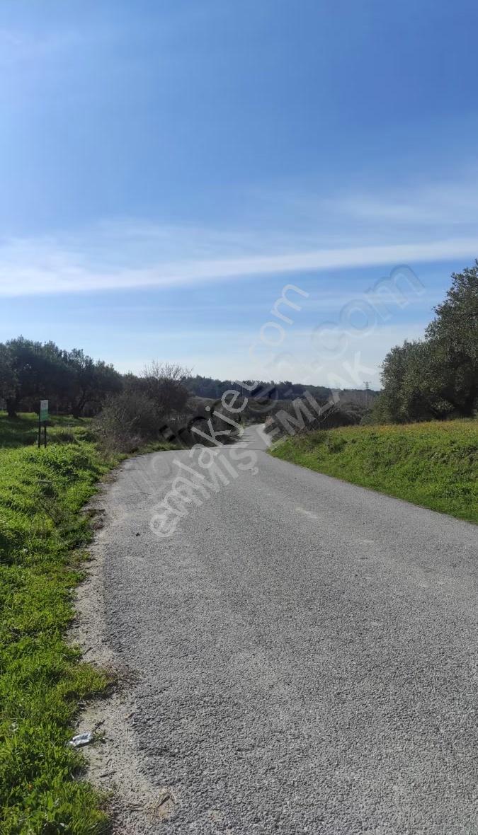 Hamidiye Mah. Tek Tapu 1650 M2 Zeytinlik - Görsel 10