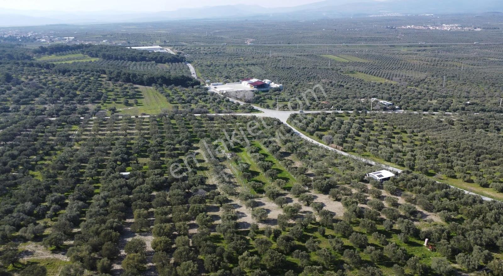 Hamidiye Mah. Tek Tapu 1650 M2 Zeytinlik - Görsel 12