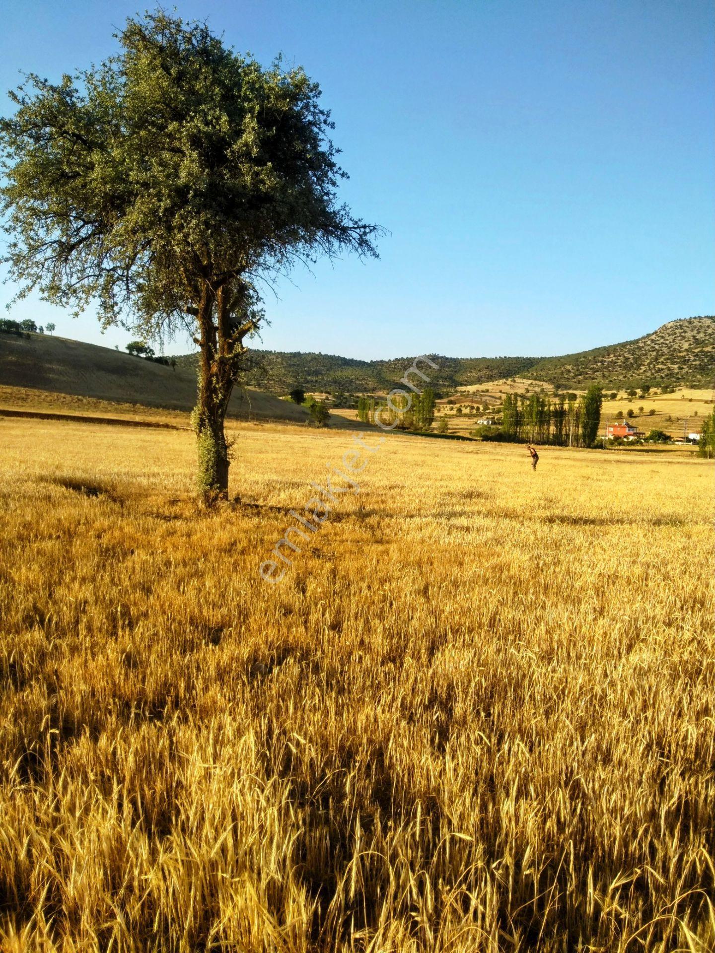 Konya /beyşehir/damlapınar Mh Müstakil Sahibinden Tarla/bahçe - Görsel 17