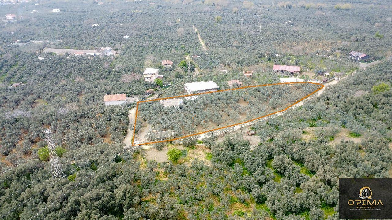 Opima Emlak'tan Atatürk'te Zeytinlik İçerisinde Satılık 2+1 Müstakil Ev - Görsel 6