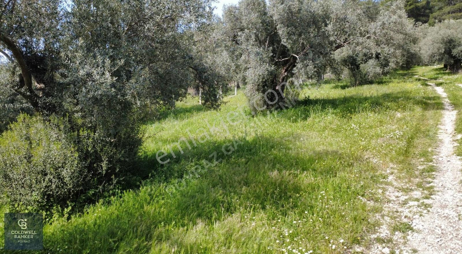 Buca Zafer Mah. Otoban Çıkışı Yakını Satılık 2.200 M² Tarla - Görsel 25