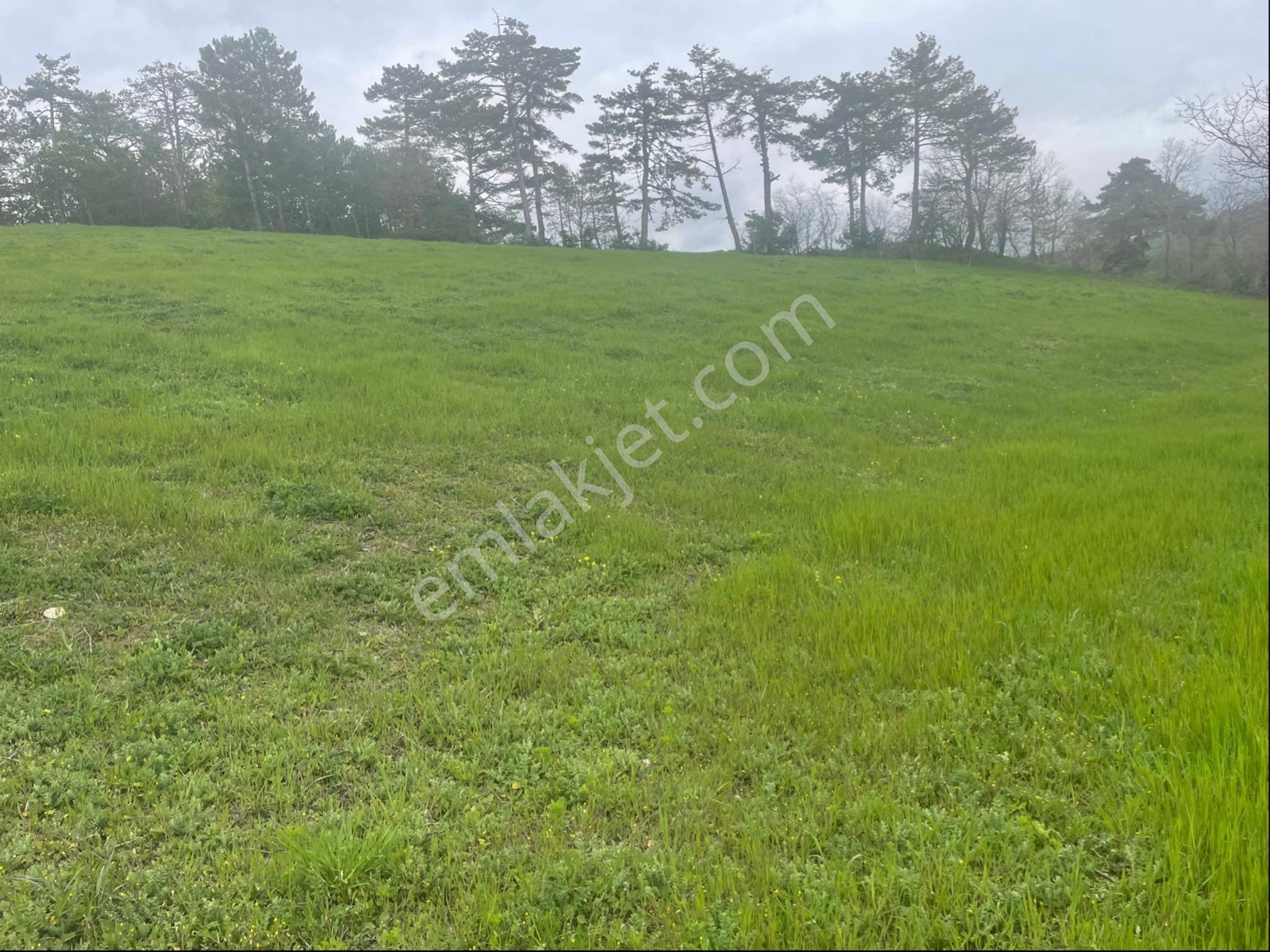 Sakarya Taraklı İçdedeler’de Yola Cephe 4.107 M² Satılık Tarla - Görsel 3