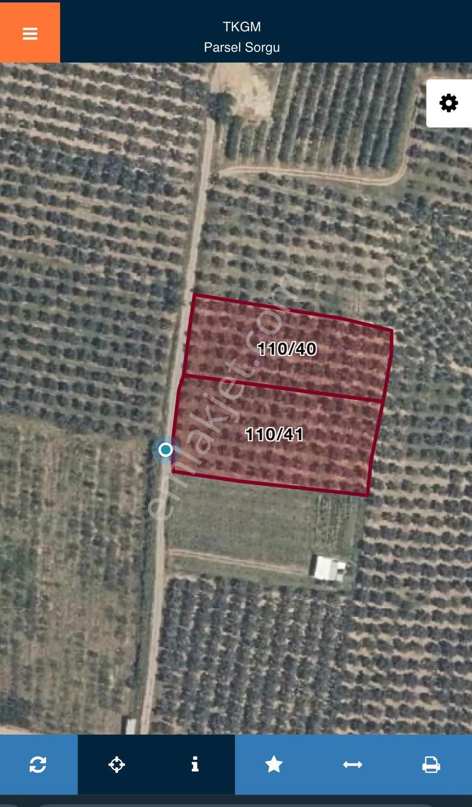 Bursa Orhangazi Yenigürle Mh 5500+1300 M2 Satılık Zeytinlik - Görsel 4