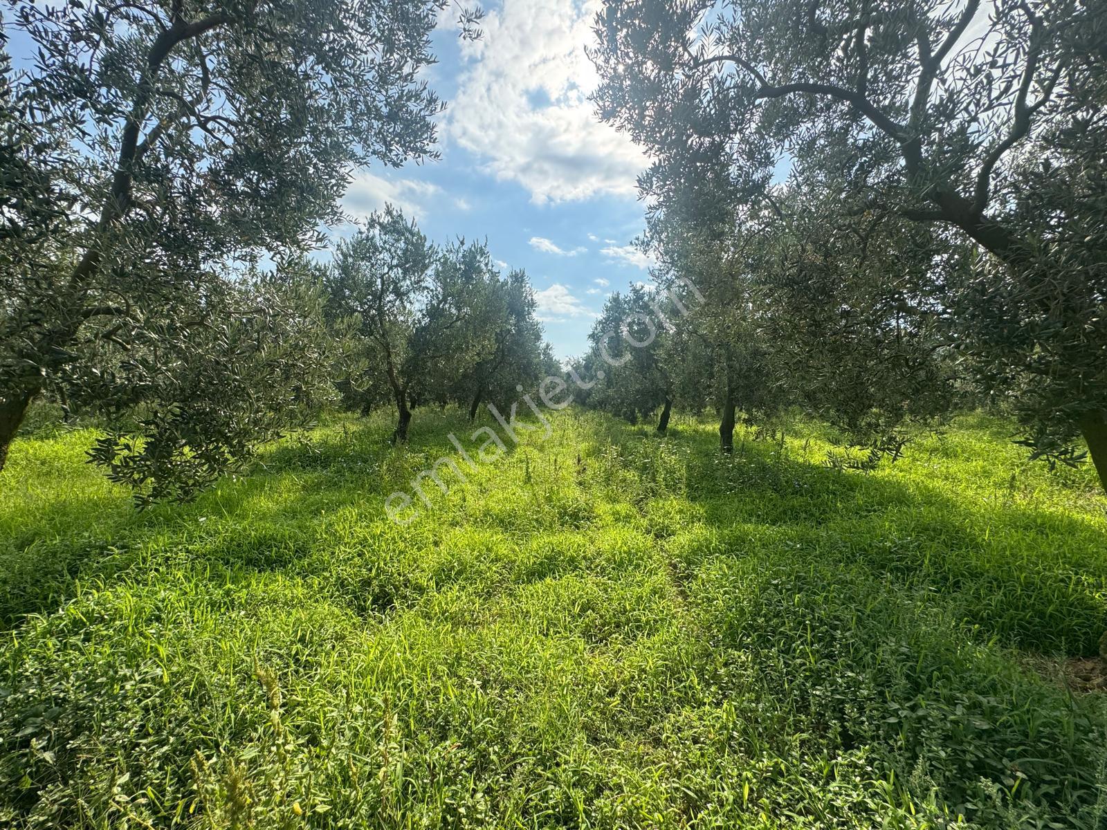 Bursa Orhangazi Yenigürle Mh 5500+1300 M2 Satılık Zeytinlik - Görsel 12