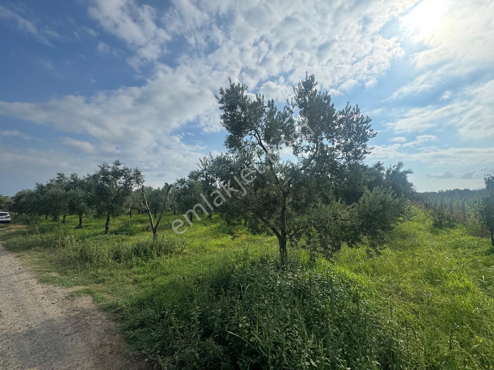 Bursa Orhangazi Yenigürle Mh 5500+1300 M2 Satılık Zeytinlik - Görsel 2