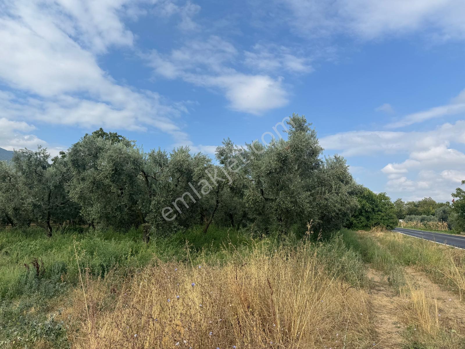 Bursa Orhangazi Yenigürle Mh 5500+1300 M2 Satılık Zeytinlik - Görsel 14