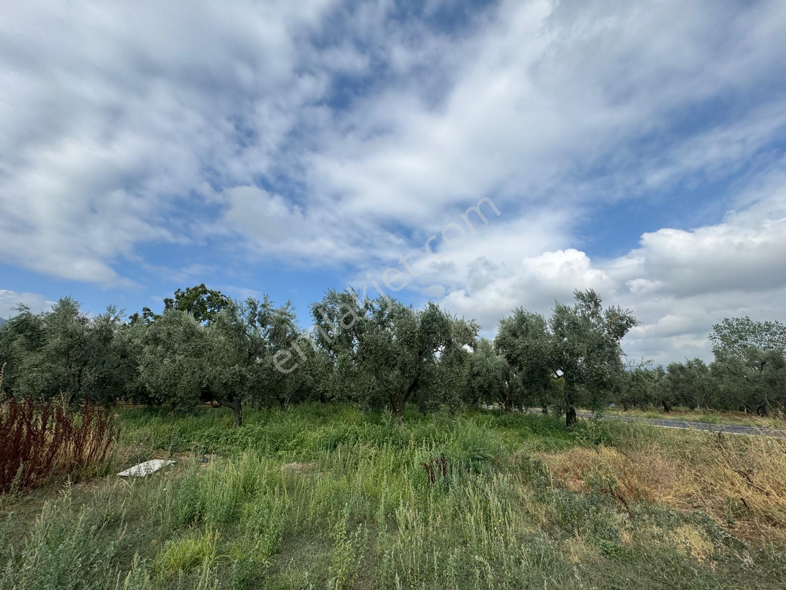 Bursa Orhangazi Yenigürle Mh 5500+1300 M2 Satılık Zeytinlik - Görsel 17