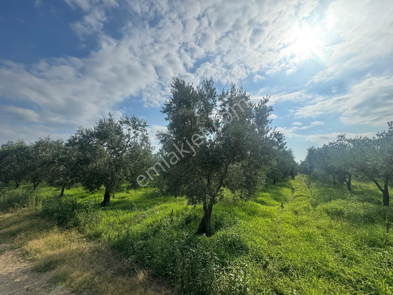 Bursa Orhangazi Yenigürle Mh 5500+1300 M2 Satılık Zeytinlik - Görsel 10