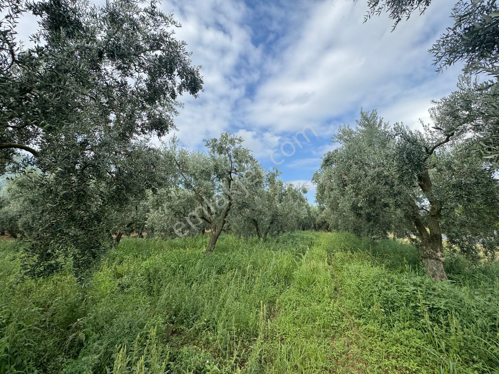 Bursa Orhangazi Yenigürle Mh 5500+1300 M2 Satılık Zeytinlik - Görsel 19