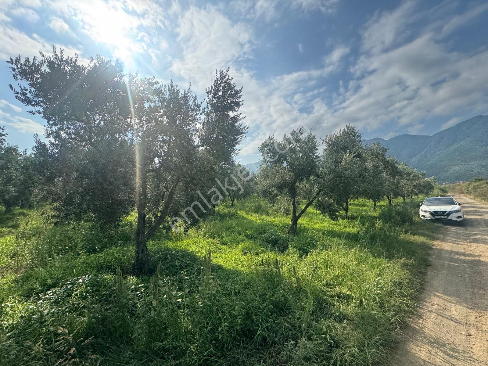 Bursa Orhangazi Yenigürle Mh 5500+1300 M2 Satılık Zeytinlik - Görsel 11