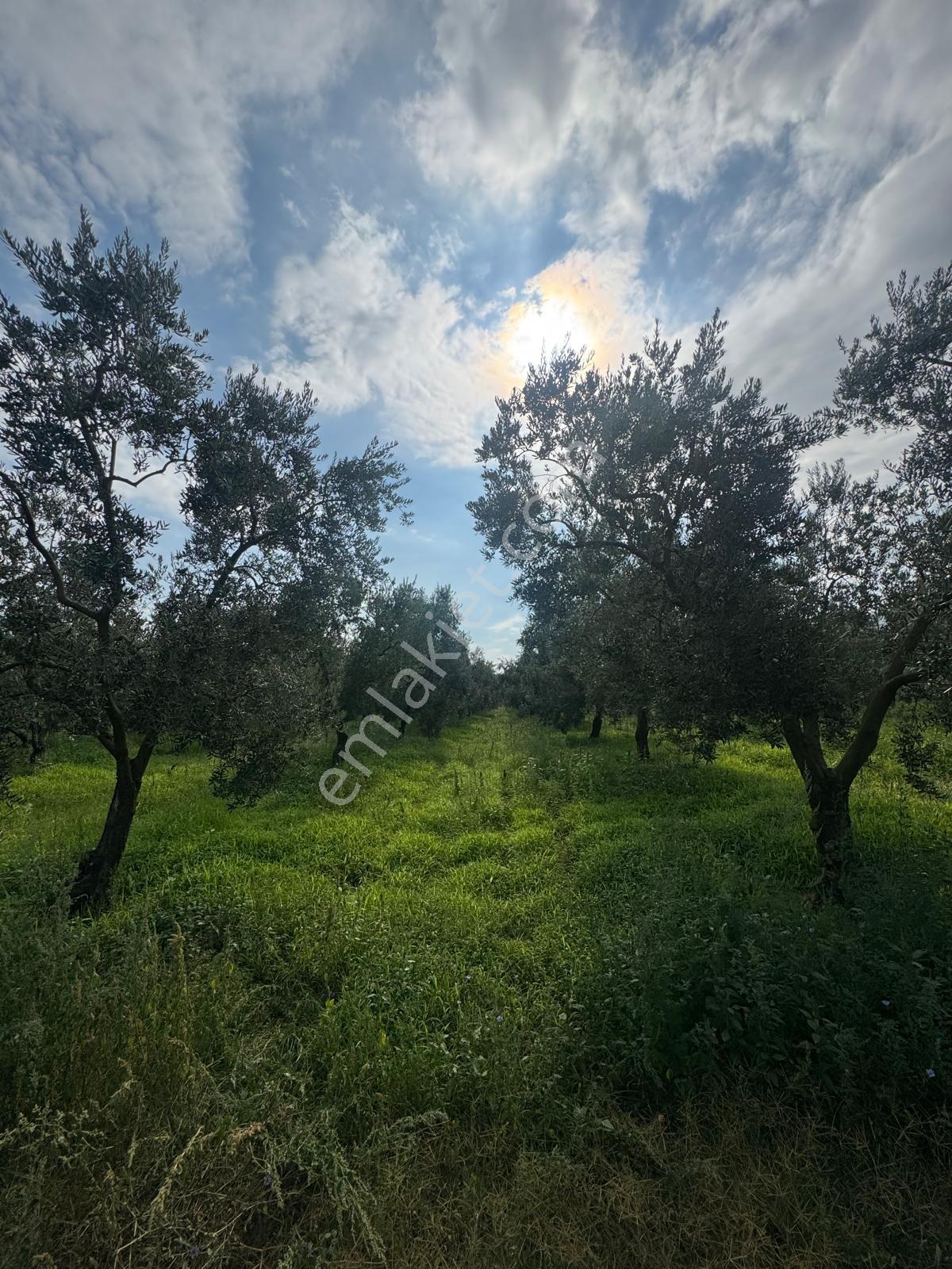 Bursa Orhangazi Yenigürle Mh 5500+1300 M2 Satılık Zeytinlik
