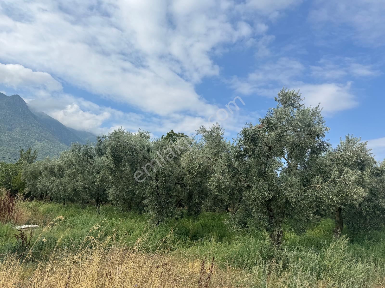 Bursa Orhangazi Yenigürle Mh 5500+1300 M2 Satılık Zeytinlik - Görsel 16