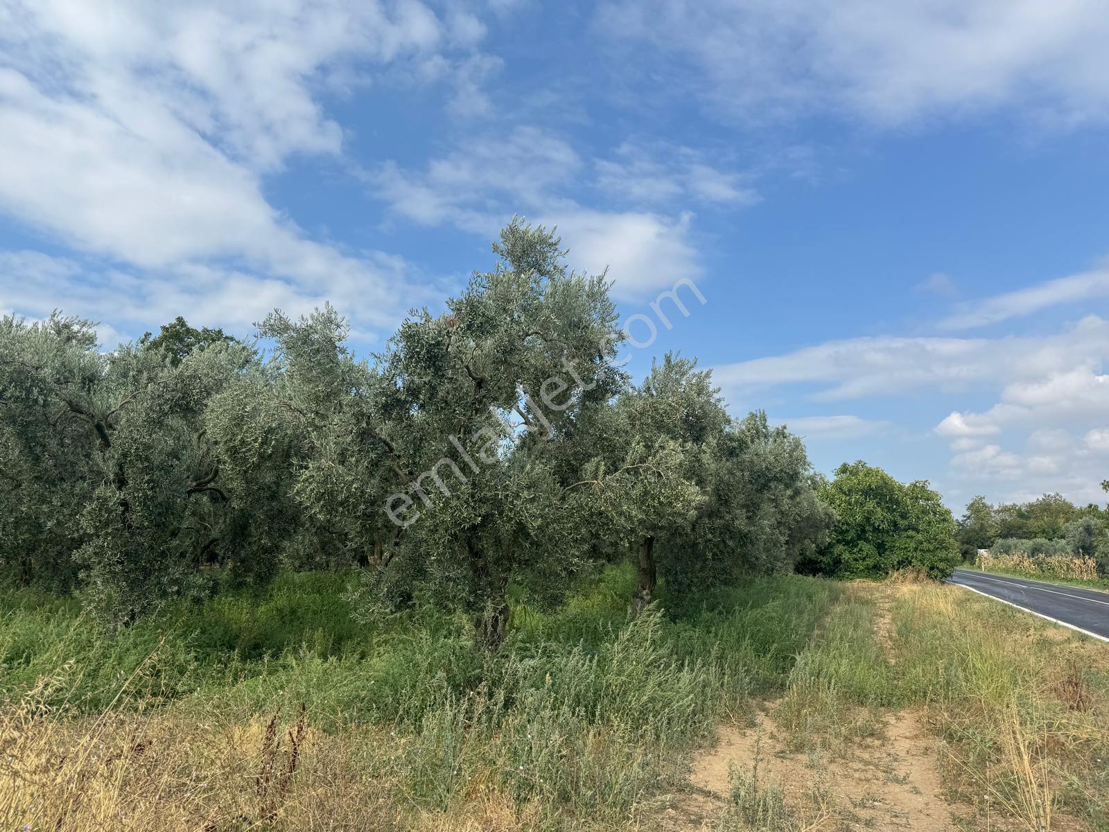 Bursa Orhangazi Yenigürle Mh 5500+1300 M2 Satılık Zeytinlik - Görsel 15