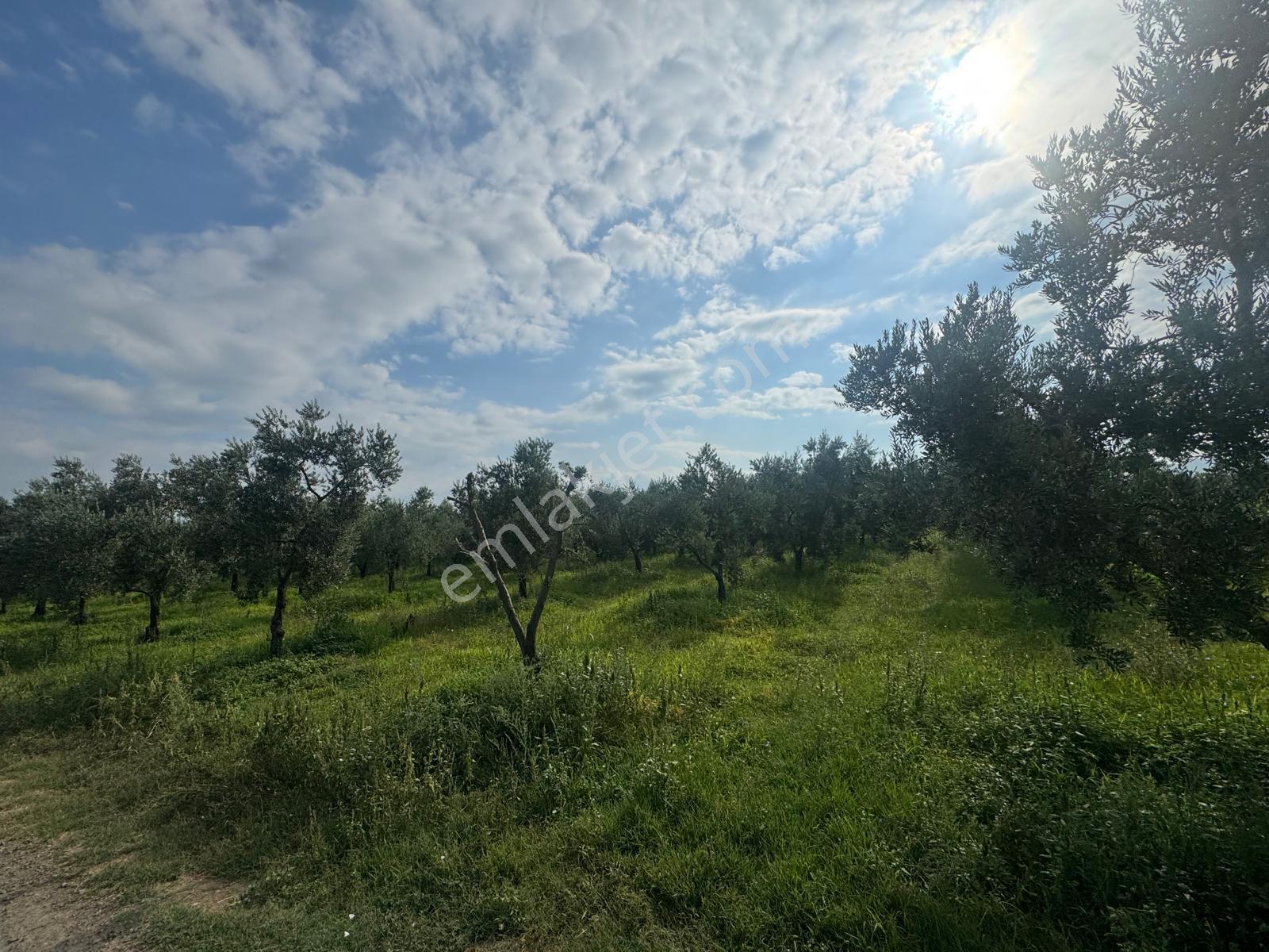 Bursa Orhangazi Yenigürle Mh 5500+1300 M2 Satılık Zeytinlik - Görsel 22