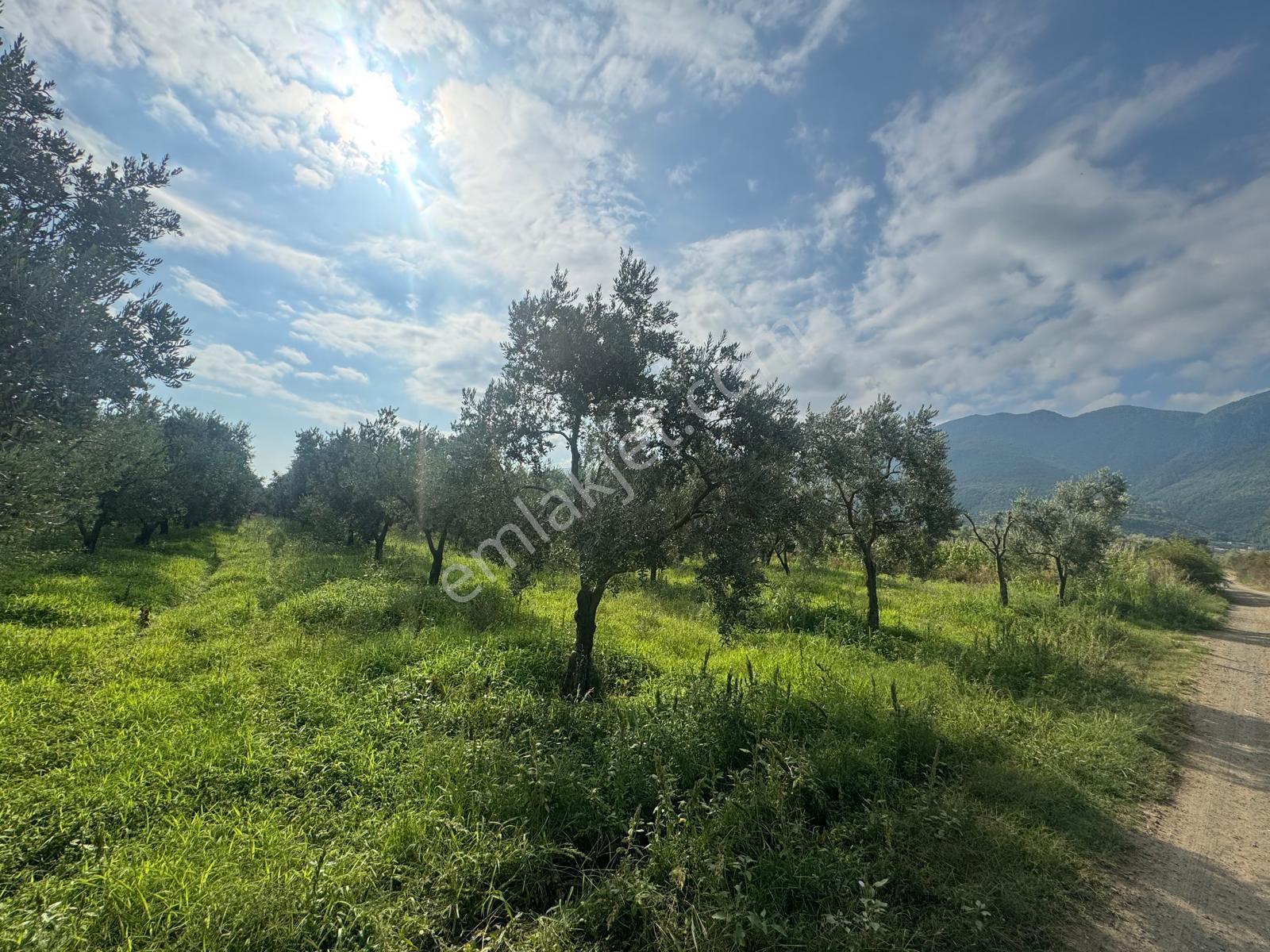 Bursa Orhangazi Yenigürle Mh 5500+1300 M2 Satılık Zeytinlik - Görsel 9