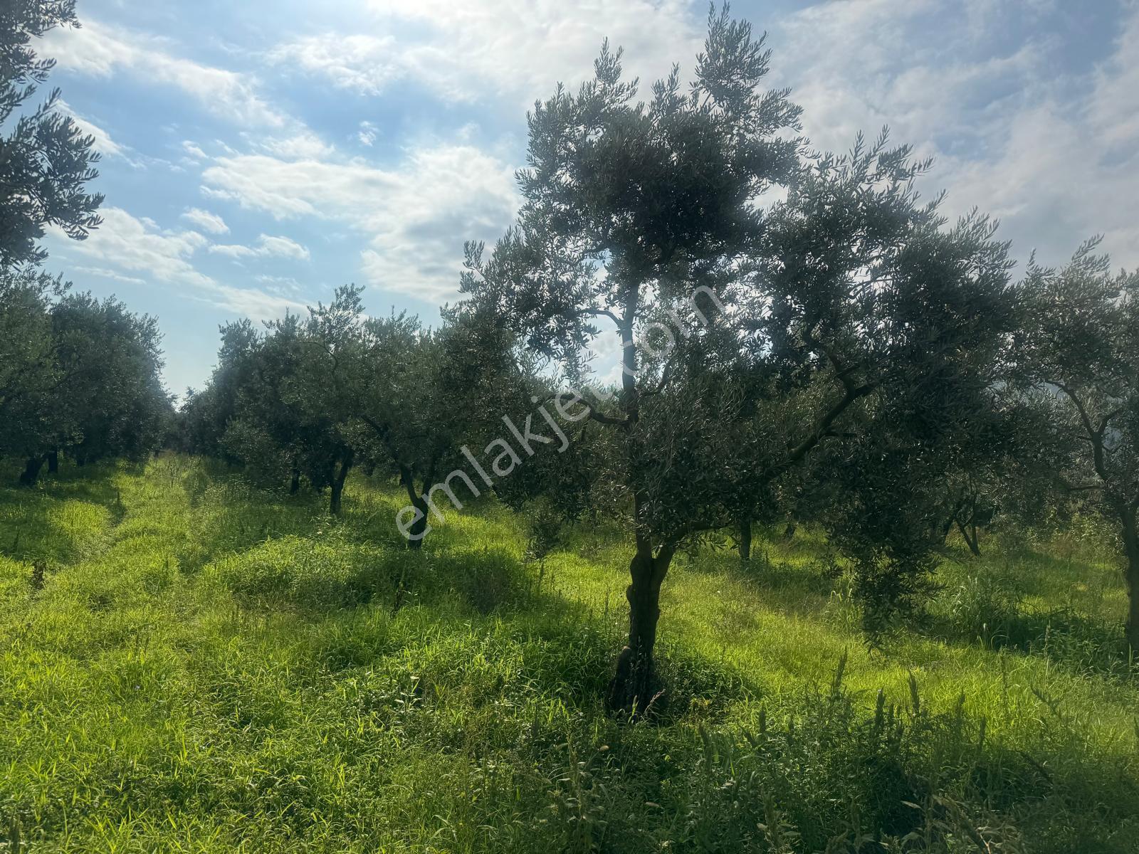 Bursa Orhangazi Yenigürle Mh 5500+1300 M2 Satılık Zeytinlik - Görsel 8