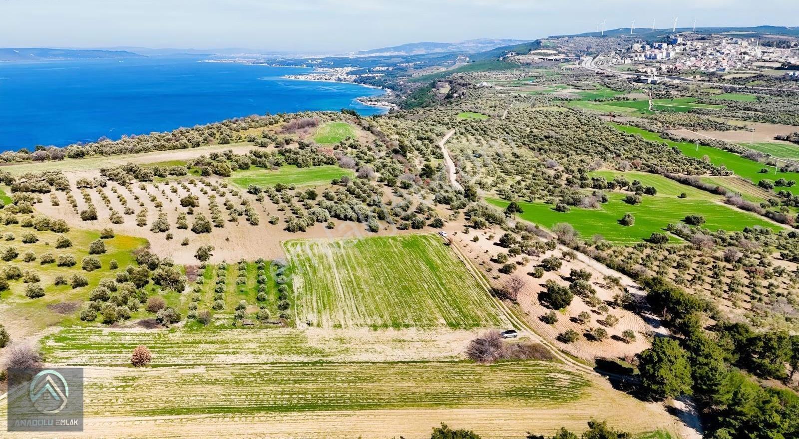 Çanakkale Erenköy'de 980 M² Zeytinlik Tarla - Görsel 14