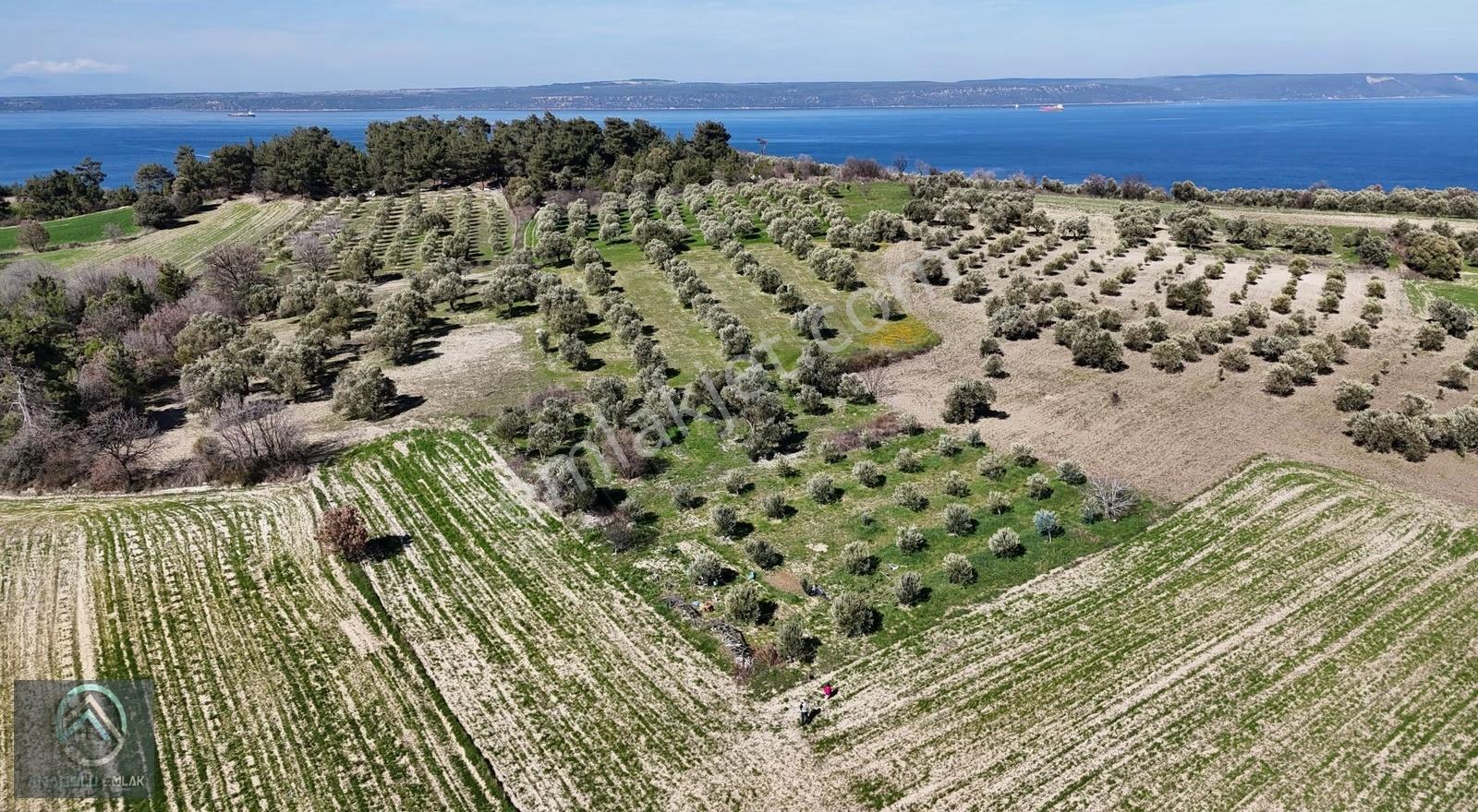 Çanakkale Erenköy'de 980 M² Zeytinlik Tarla - Görsel 6