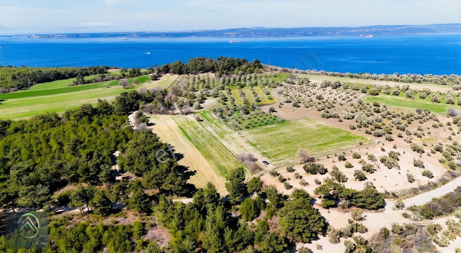 Çanakkale Erenköy'de 980 M² Zeytinlik Tarla - Görsel 15