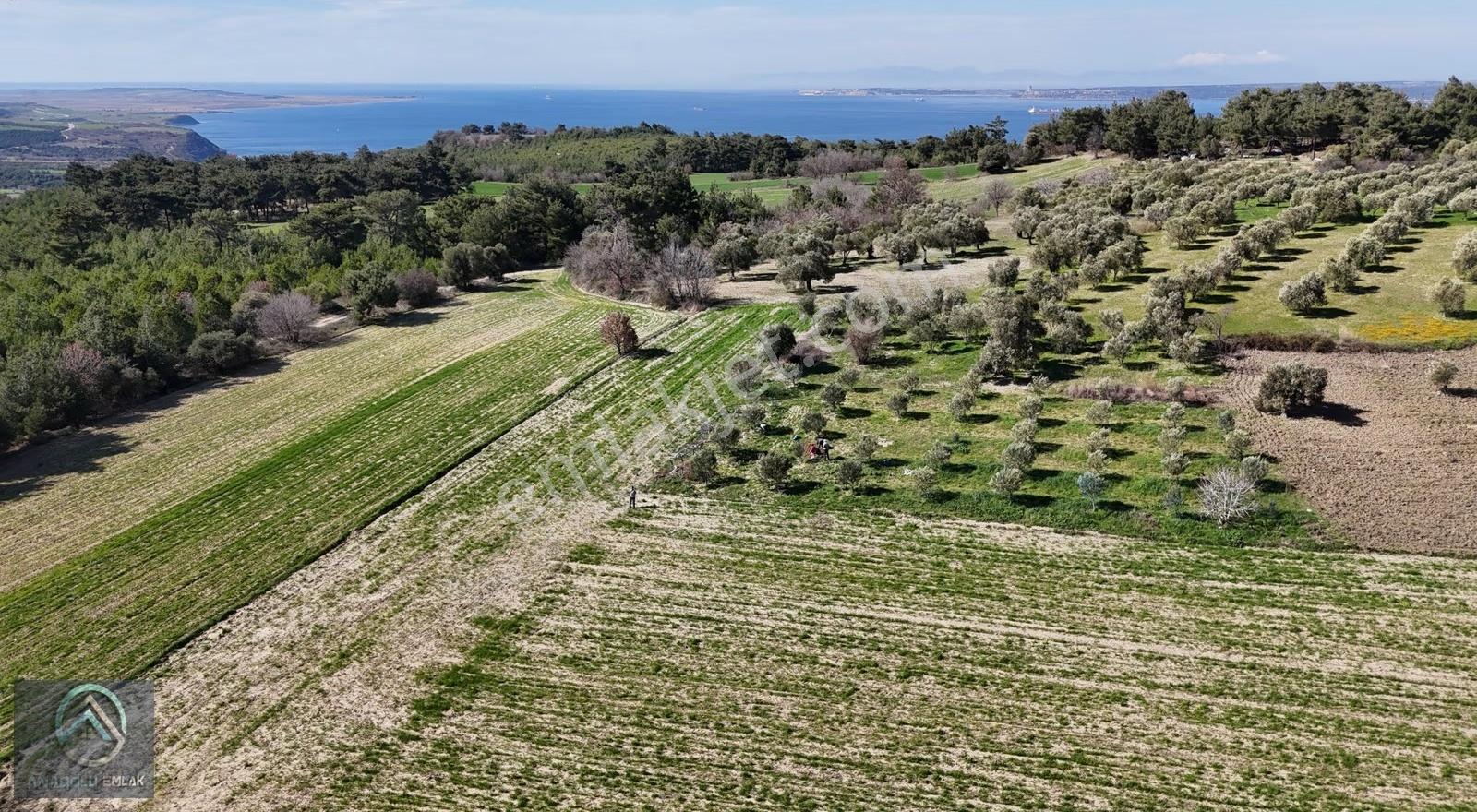 Çanakkale Erenköy'de 980 M² Zeytinlik Tarla - Görsel 16