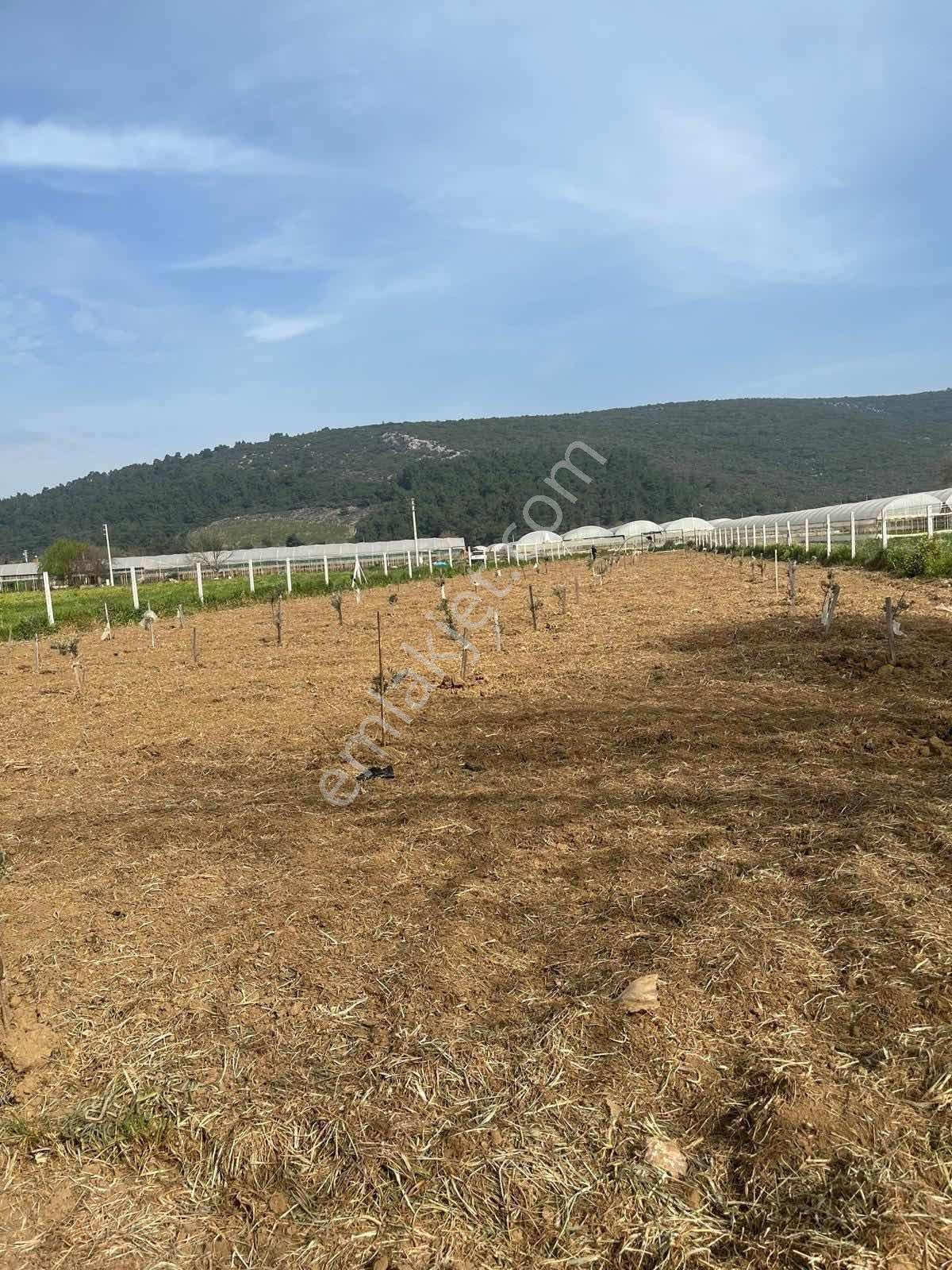 Menderes Çamönü 2.345 M2 Satılık Arazi