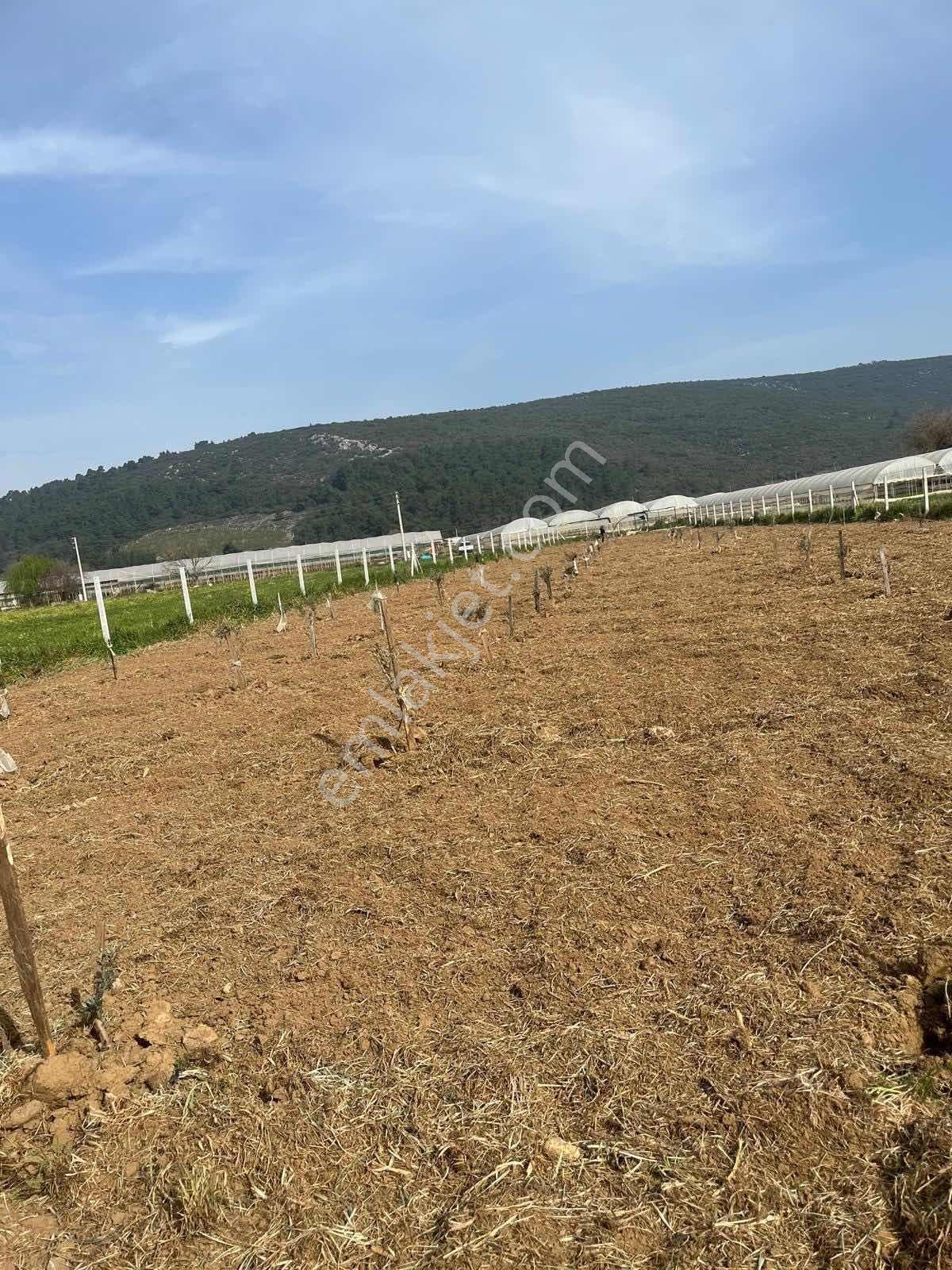 Menderes Çamönü 2.345 M2 Satılık Arazi - Görsel 10