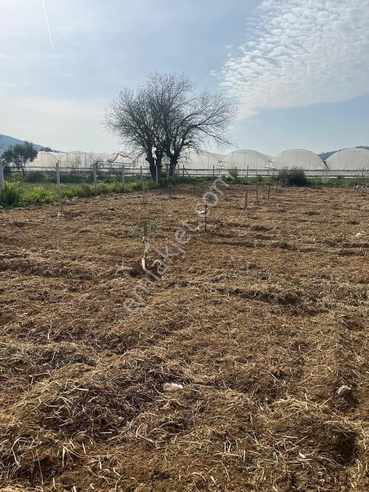 Menderes Çamönü 2.345 M2 Satılık Arazi - Görsel 8