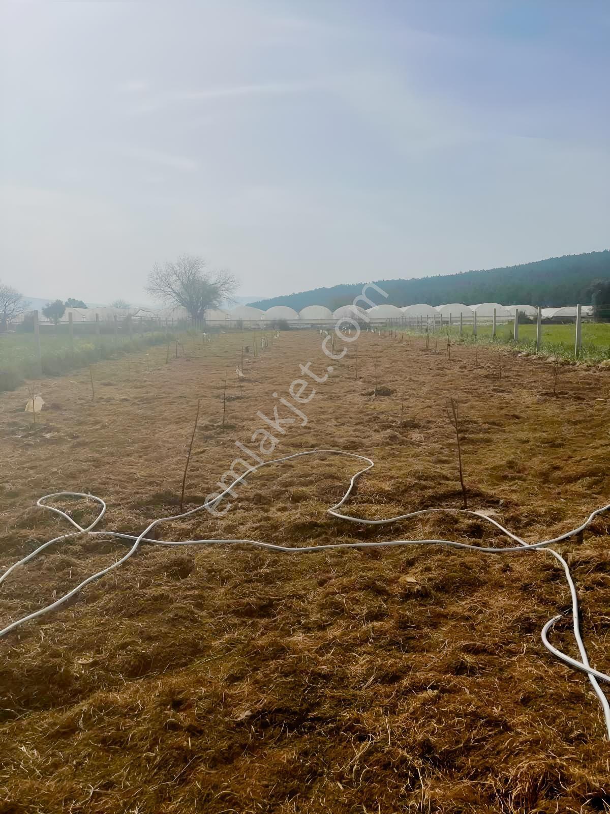 Menderes Çamönü 2.345 M2 Satılık Arazi - Görsel 17