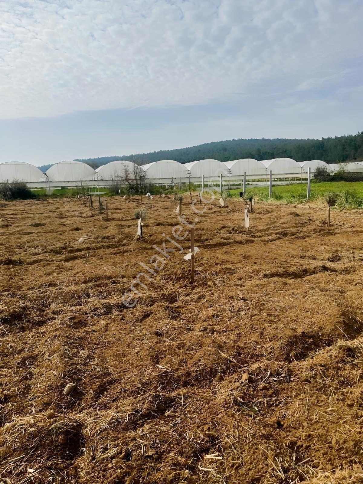 Menderes Çamönü 2.345 M2 Satılık Arazi - Görsel 9