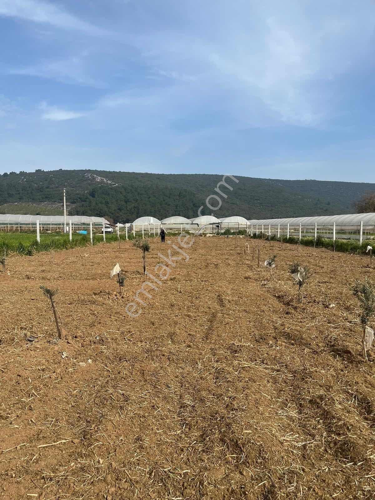 Menderes Çamönü 2.345 M2 Satılık Arazi - Görsel 7