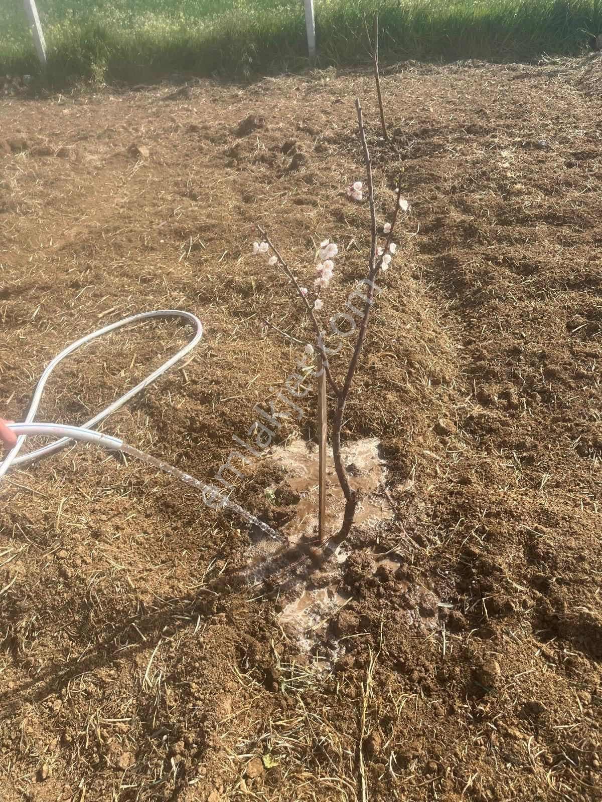 Menderes Çamönü 2.345 M2 Satılık Arazi - Görsel 3