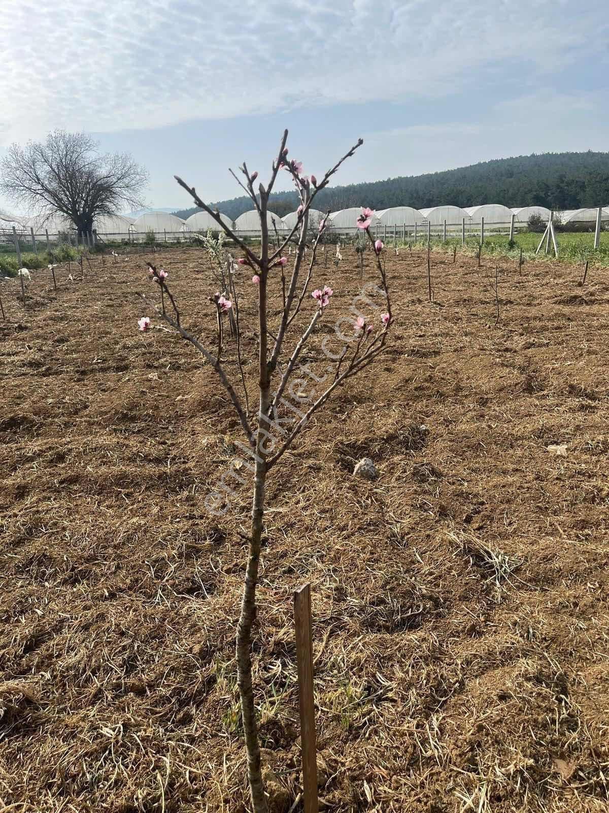 Menderes Çamönü 2.345 M2 Satılık Arazi - Görsel 6