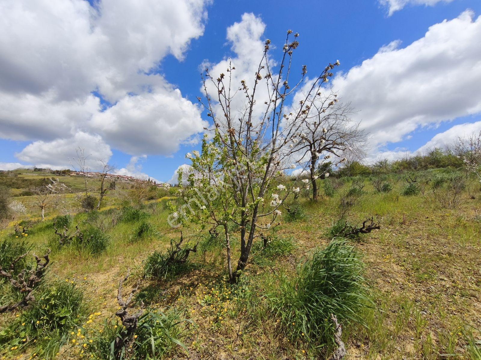 Kocaeli İzmit Arızlı Satılık Manzaralı 9568 M2 Tarla Üzüm Bağı