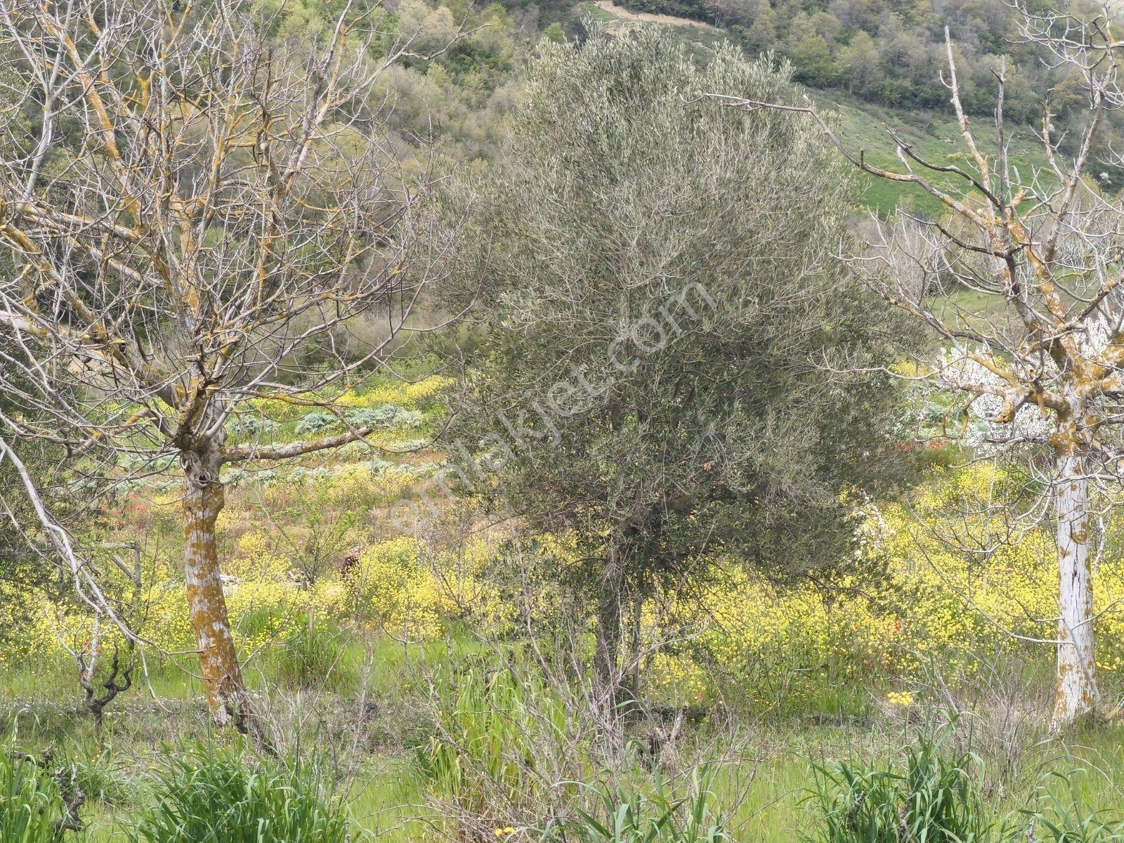 Kocaeli İzmit Arızlı Satılık Manzaralı 9568 M2 Tarla Üzüm Bağı - Görsel 9