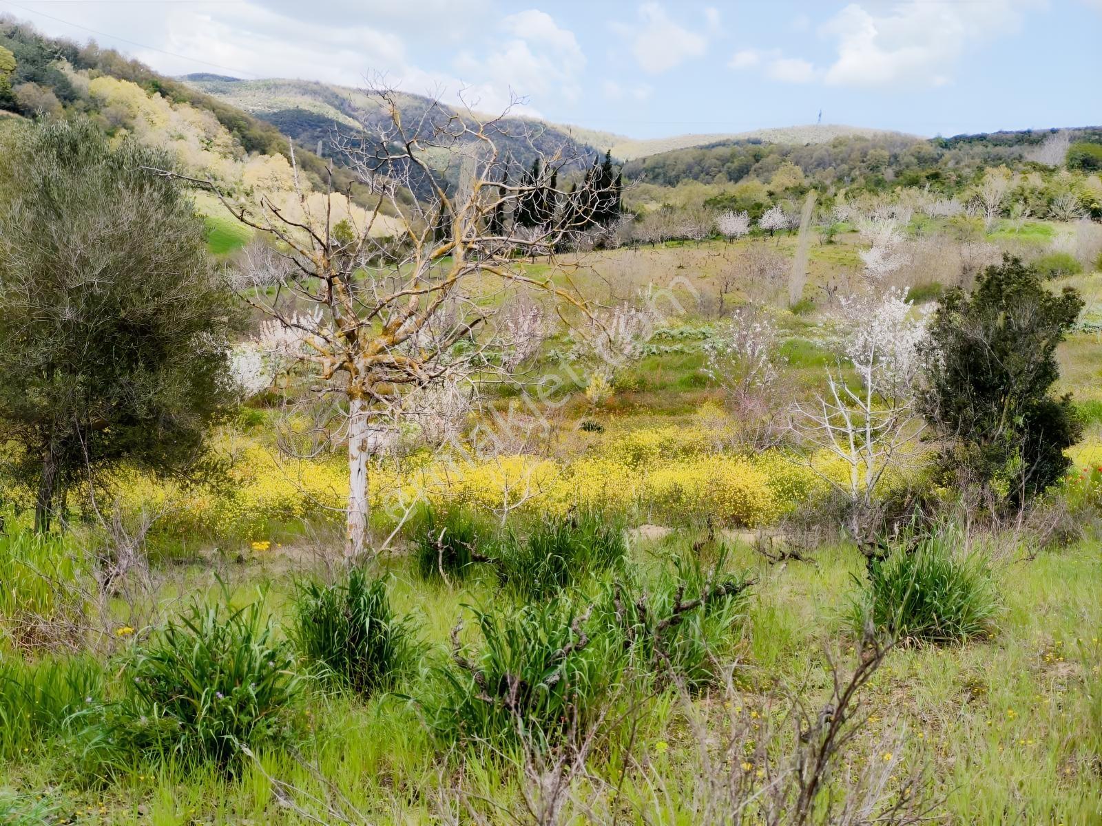 Kocaeli İzmit Arızlı Satılık Manzaralı 9568 M2 Tarla Üzüm Bağı - Görsel 10