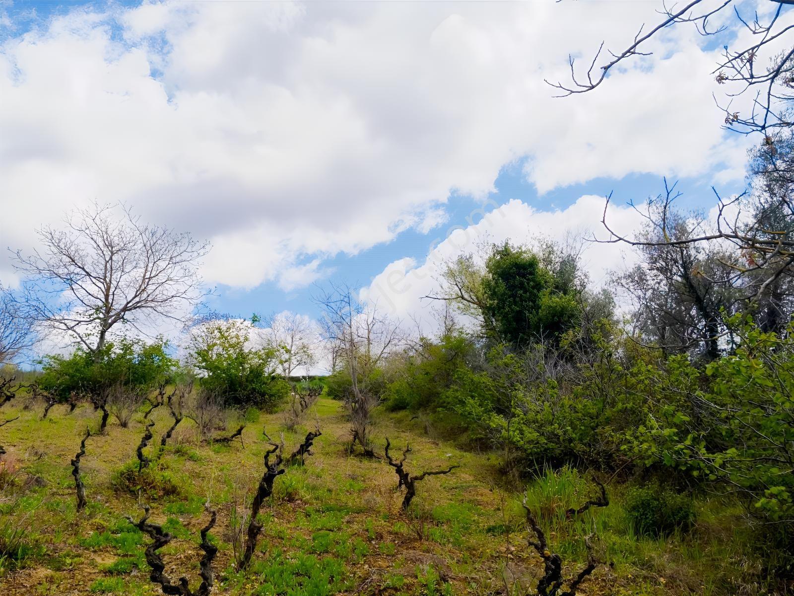 Kocaeli İzmit Arızlı Satılık Manzaralı 9568 M2 Tarla Üzüm Bağı - Görsel 27