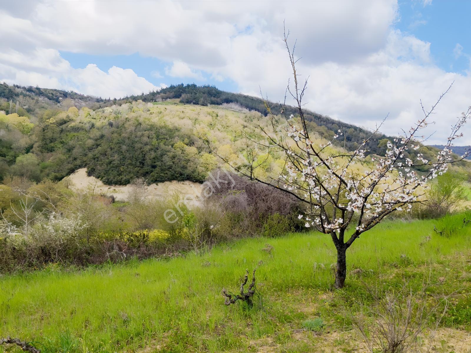Kocaeli İzmit Arızlı Satılık Manzaralı 9568 M2 Tarla Üzüm Bağı - Görsel 28