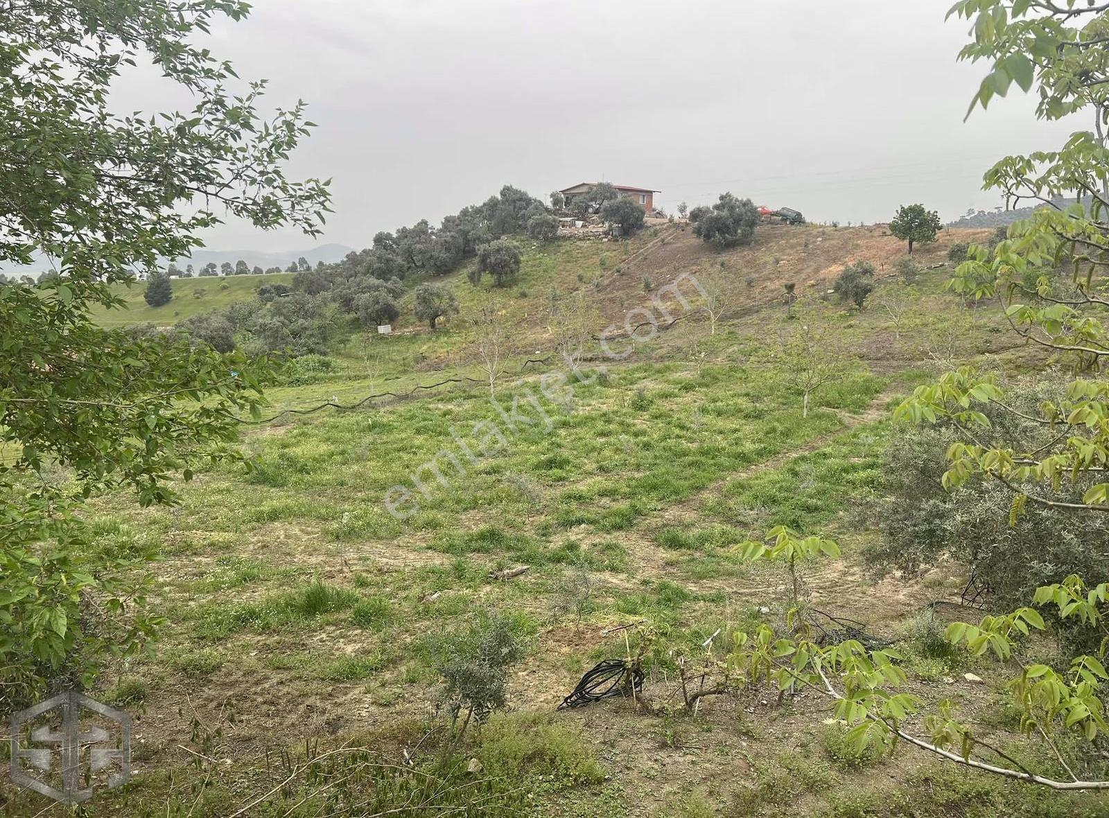 İzmir Tire Halkapınar Köyünde 5989m2 Bahçe - Görsel 4