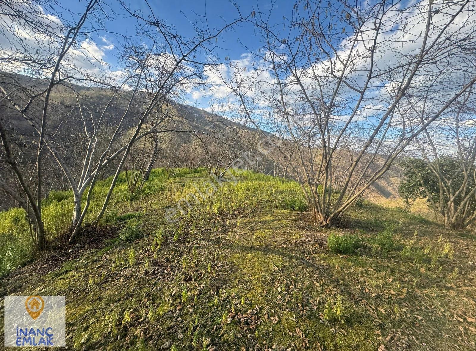 İnanç Emlaktan Giresun Boztekke Köyünde 29,6 Dönüm Satılık Bahçe - Görsel 7