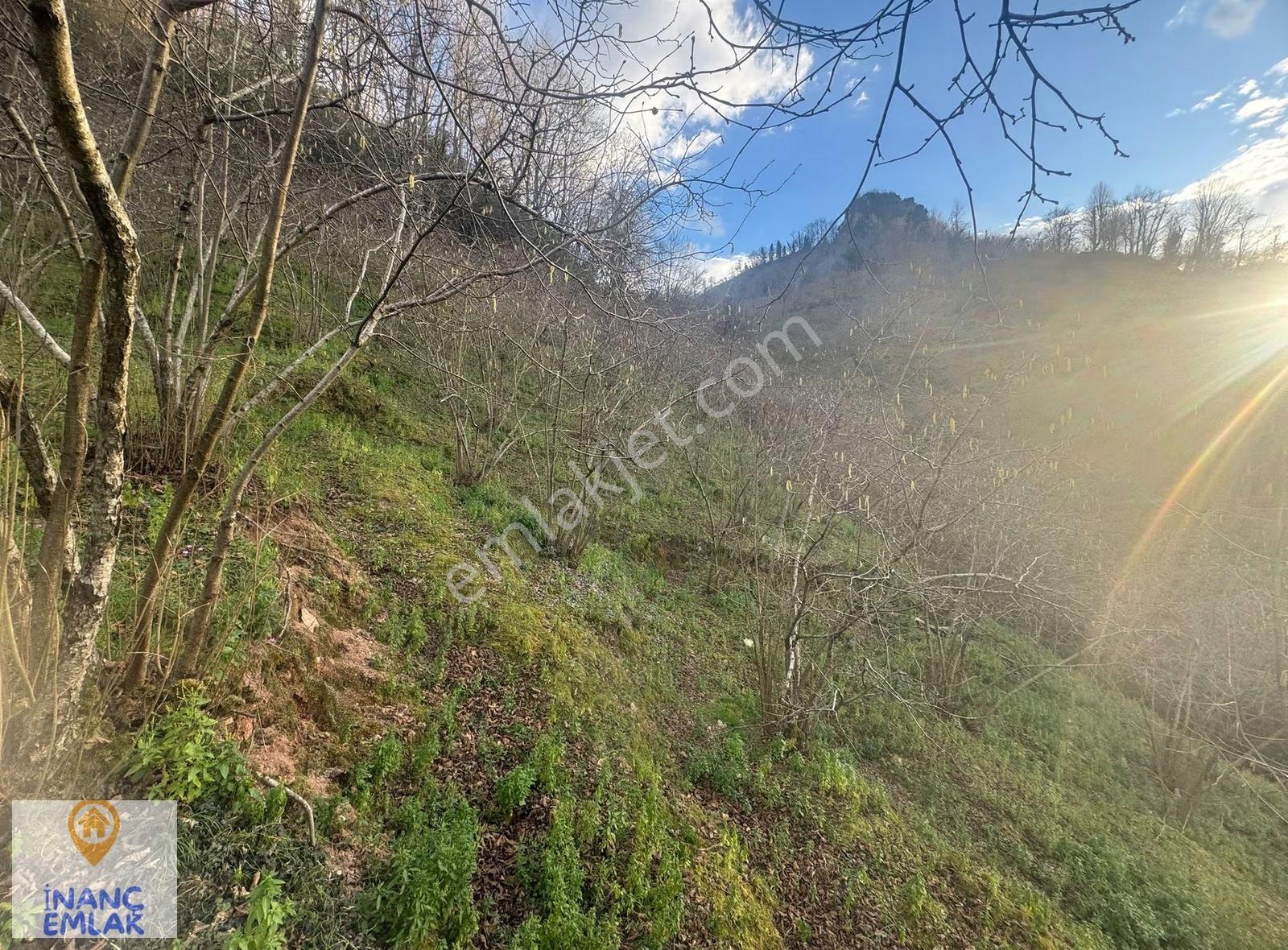 İnanç Emlaktan Giresun Boztekke Köyünde 29,6 Dönüm Satılık Bahçe - Görsel 20