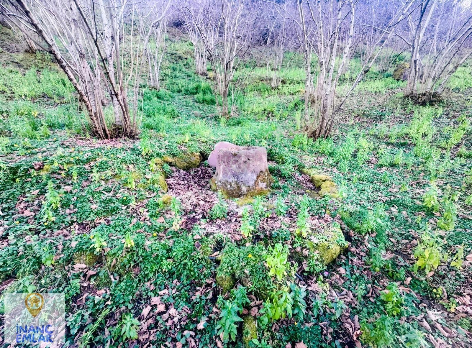 İnanç Emlaktan Giresun Boztekke Köyünde 29,6 Dönüm Satılık Bahçe - Görsel 23