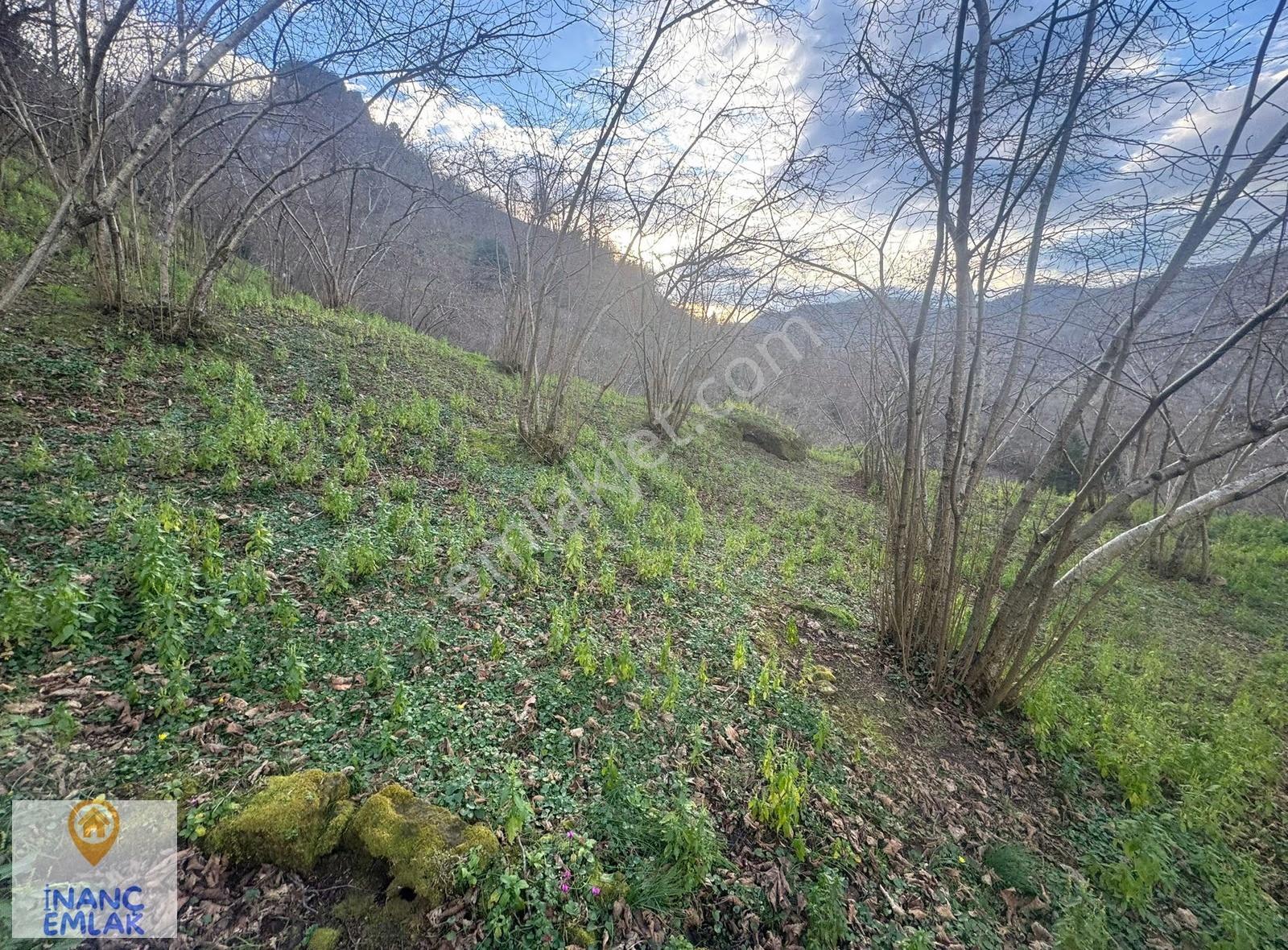 İnanç Emlaktan Giresun Boztekke Köyünde 29,6 Dönüm Satılık Bahçe - Görsel 27